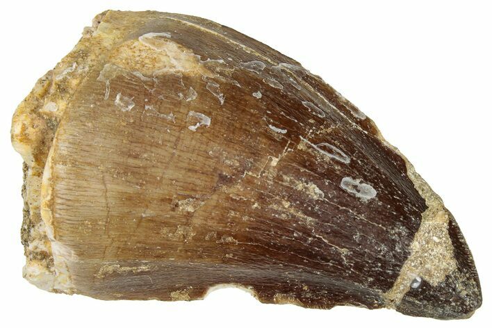 Fossil Mosasaur (Prognathodon) Tooth - Morocco #322711